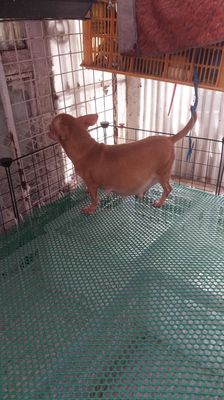 Chihuahua bầu to rõ bụng.. Mua bán Chó tại Quận 8 Tp Hồ Chí Minh được đăng bởi chihuahua sài gòn hình 1