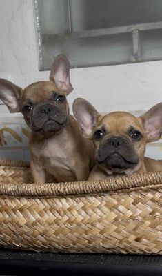 Chó Bull Pháp đực 3 tháng đã tiêm