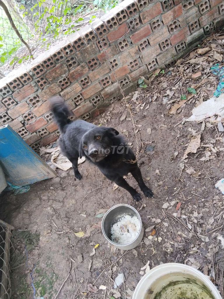 Chó cỏ Đen 18kg (tin còn chó còn). Mua bán Chó tại Huyện Cao Lãnh Đồng Tháp được đăng bởi Lê Thiện hình 1