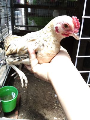 Bán hai con gà tre bắc. Mua bán Gà tại Quận Bình Tân Tp Hồ Chí Minh được đăng bởi Sơn 