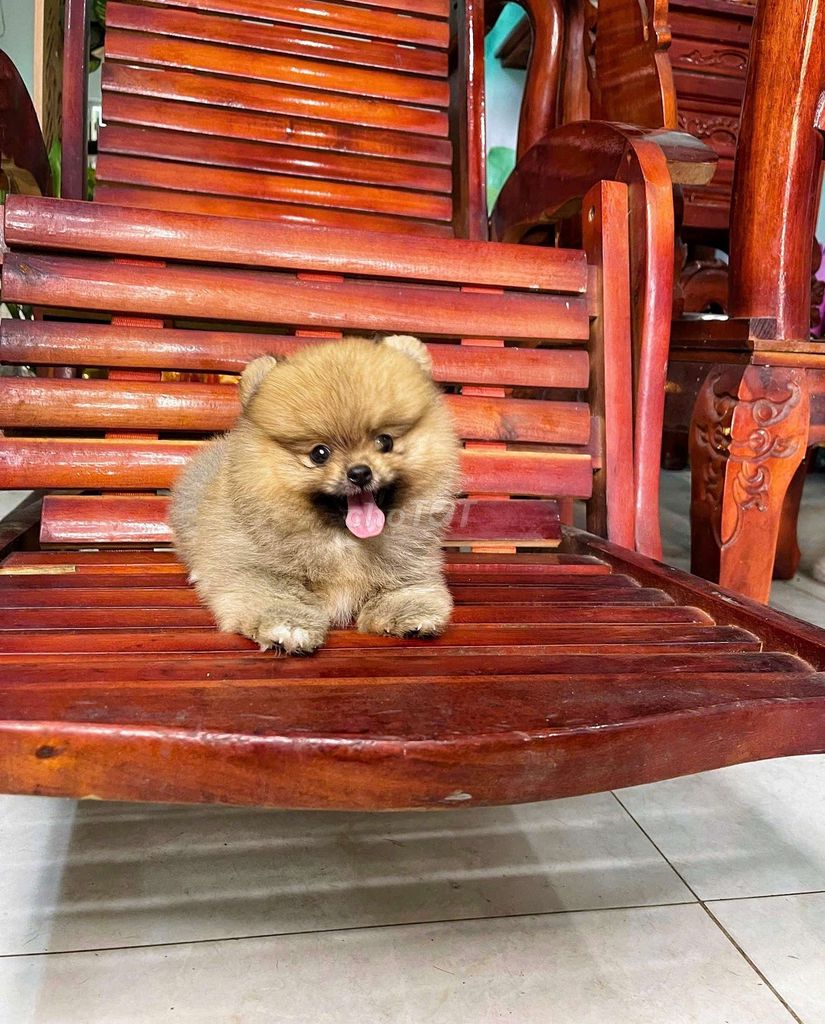 Chó Phốc Sóc thái  đã tiêm ngừa. Mua bán Chó tại Quận 12 Tp Hồ Chí Minh được đăng bởi T hình 1