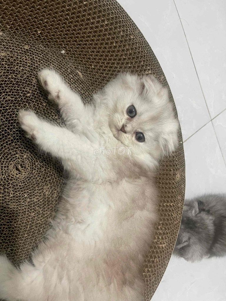 Mèo ALN, 3 tháng tuổi, tai cụp