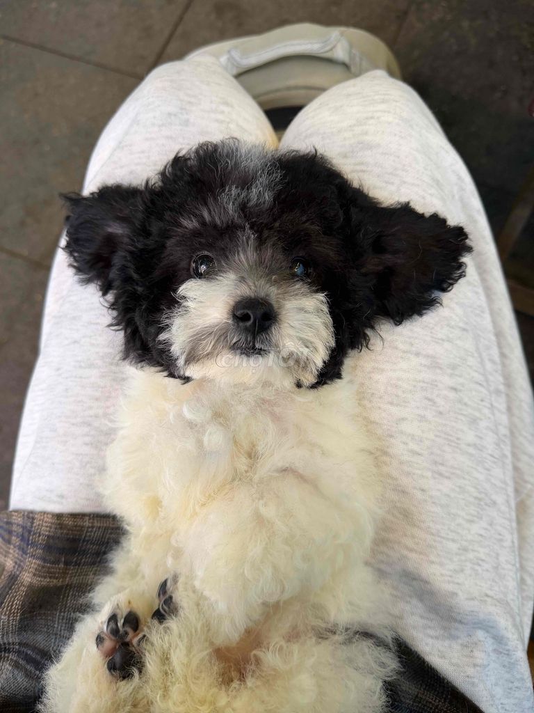 Chó Poodle nhỏ đực 1.5 tháng đã tiêm. Mua bán Chó tại Quận Đống Đa Hà Nội được đăng bởi Đinh Anh Quân hình 1