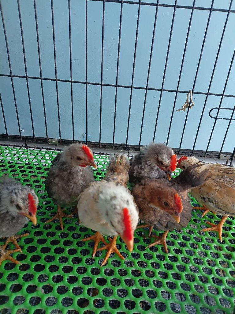 Gà Seama gần 2 tháng rưỡi. Mua bán Gà tại Thị xã Tân Uyên Bình Dương được đăng bởi Hoàng Hiệp3 hình 1