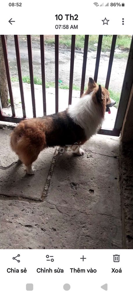 Chó Corgi Tricolor đực 18 tháng. Mua bán Chó tại Huyện Đức Hòa Long An được đăng bởi Phạm ngọc nam hình 1