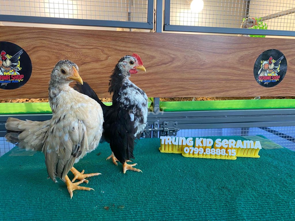 Gà Serama 2-3 tháng nhiều màu. Mua bán Gà tại Quận 3 Tp Hồ Chí Minh được đăng bởi Trung Kid Serama hình 1