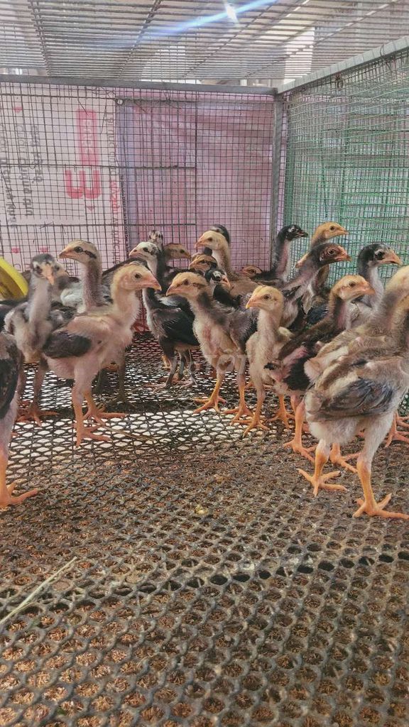 Gà Đòn Rặc Tại HCM đủ vắc xin. Mua bán Gà tại Thành phố Thuận An Bình Dương được đăng bởi Hảo hình 1