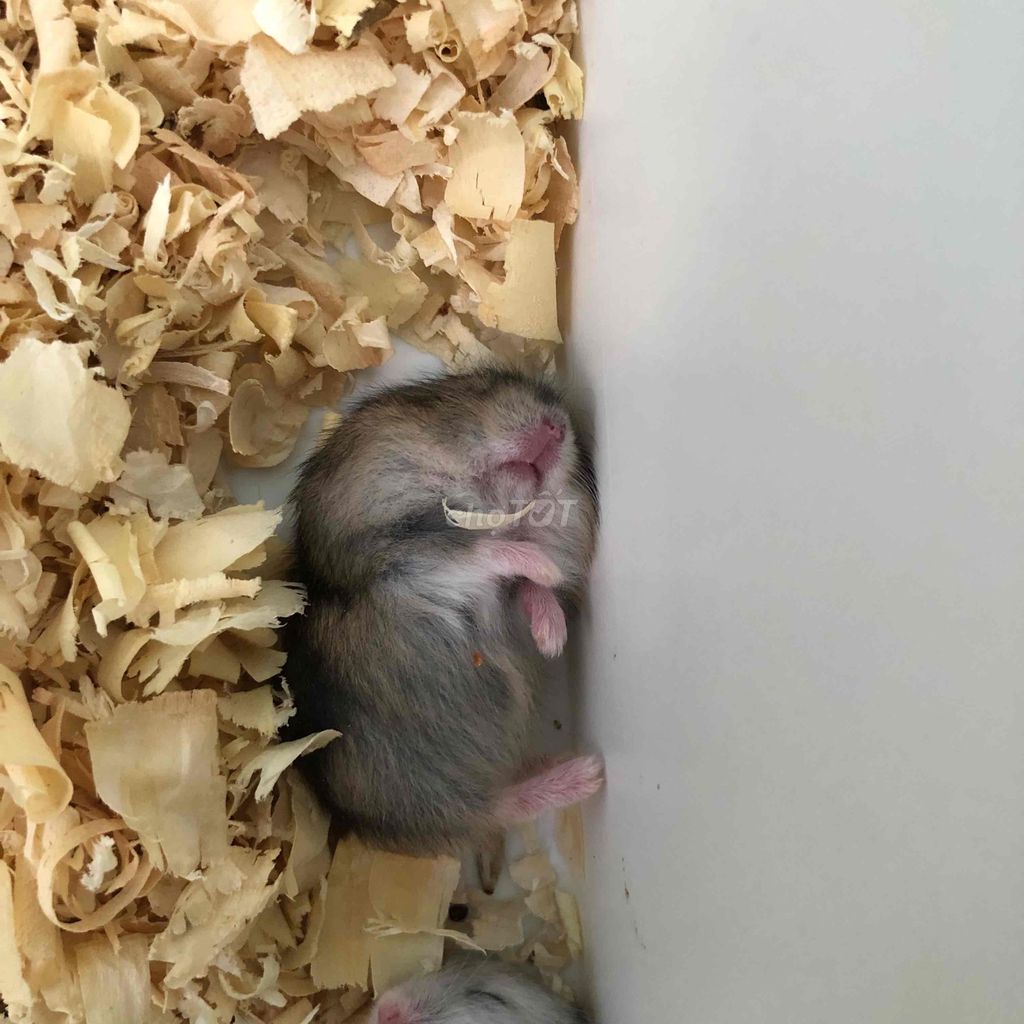 Chuột Hamster đa màu. Mua bán Thú cưng khác tại Quận Cái Răng Cần Thơ được đăng bởi Hammie Heamster hình 1