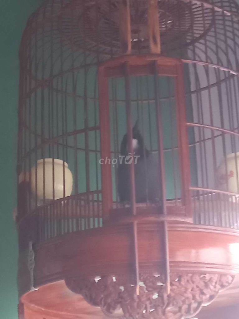 Chim Khướu lớn 2 mùa. Mua bán Chim tại Quận Tân Phú Tp Hồ Chí Minh được đăng bởi Huỳnh Hùng hình 1