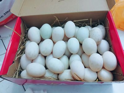 TRỨNG VỊT SỈ. Mua bán Đồ ăn, thực phẩm và các loại khác tại Quận Bình Tân Tp Hồ Chí Minh được đăng bởi LÊ THỊ THÙY LINH