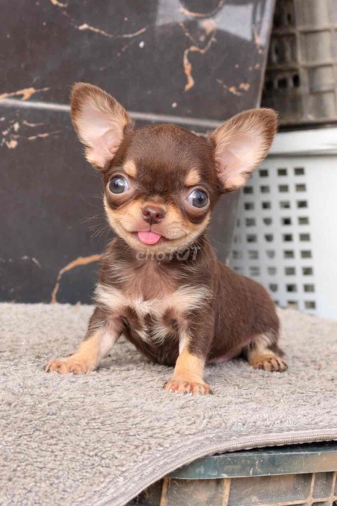 Chó Chihuahua nhỏ đực cái. Mua bán Chó tại Huyện Bình Chánh Tp Hồ Chí Minh được đăng bởi Ken péthop hình 1