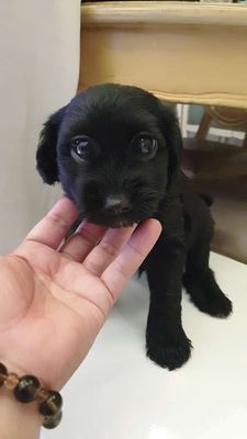 Chó Poodle đen tuyền phong thủy 4 móng đeo hiếm. Mua bán Chó tại Huyện Hóc Môn Tp Hồ Chí Minh được đăng bởi Thế Giới Nhà Thuê
