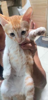 CHO MÈO THỦ ĐỨC