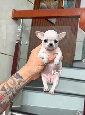 Chó Chihuahua Trắng