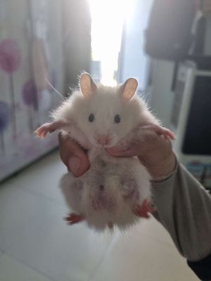 Hamster tạng to thái lai trung siêu xinh