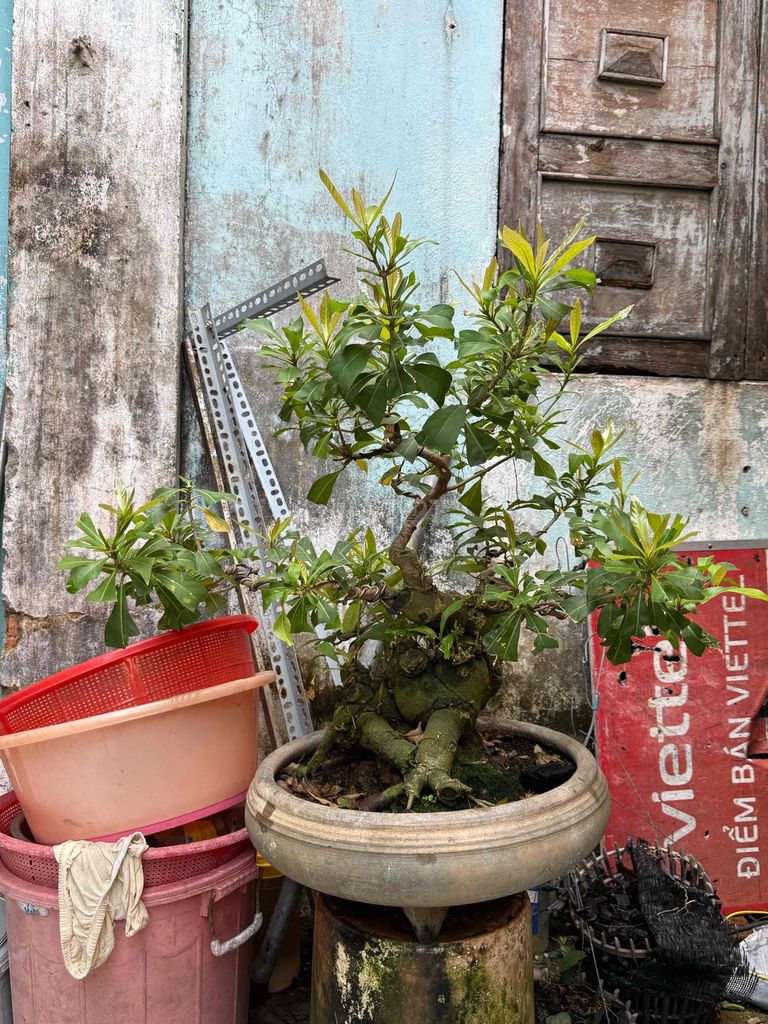 Lộc vừng tán hoành bệ lùm mịn. Mua bán Cây cảnh, đồ trang trí tại Huyện Củ Chi Tp Hồ Chí Minh được đăng bởi nguyễn quốc Thắng hình 1