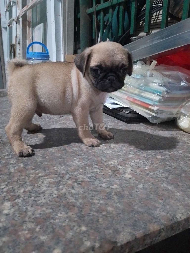 Các bé PUG tìm nhà mới. Mua bán Chó tại Thành phố Biên Hòa Đồng Nai được đăng bởi Trang hình 3