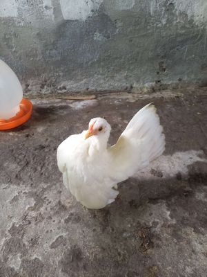 Gà mái segama 250g. Mua bán Gà tại Quận Cái Răng Cần Thơ được đăng bởi ken nguyễn 