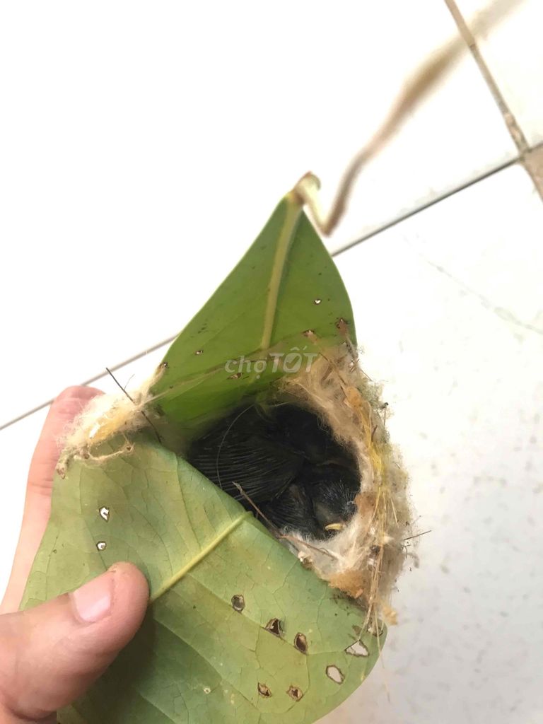 ổ chim sdd 2 con đã mở mắt lông ống. Mua bán Chim tại Quận 7 Tp Hồ Chí Minh được đăng bởi Xóa Hết hình 1