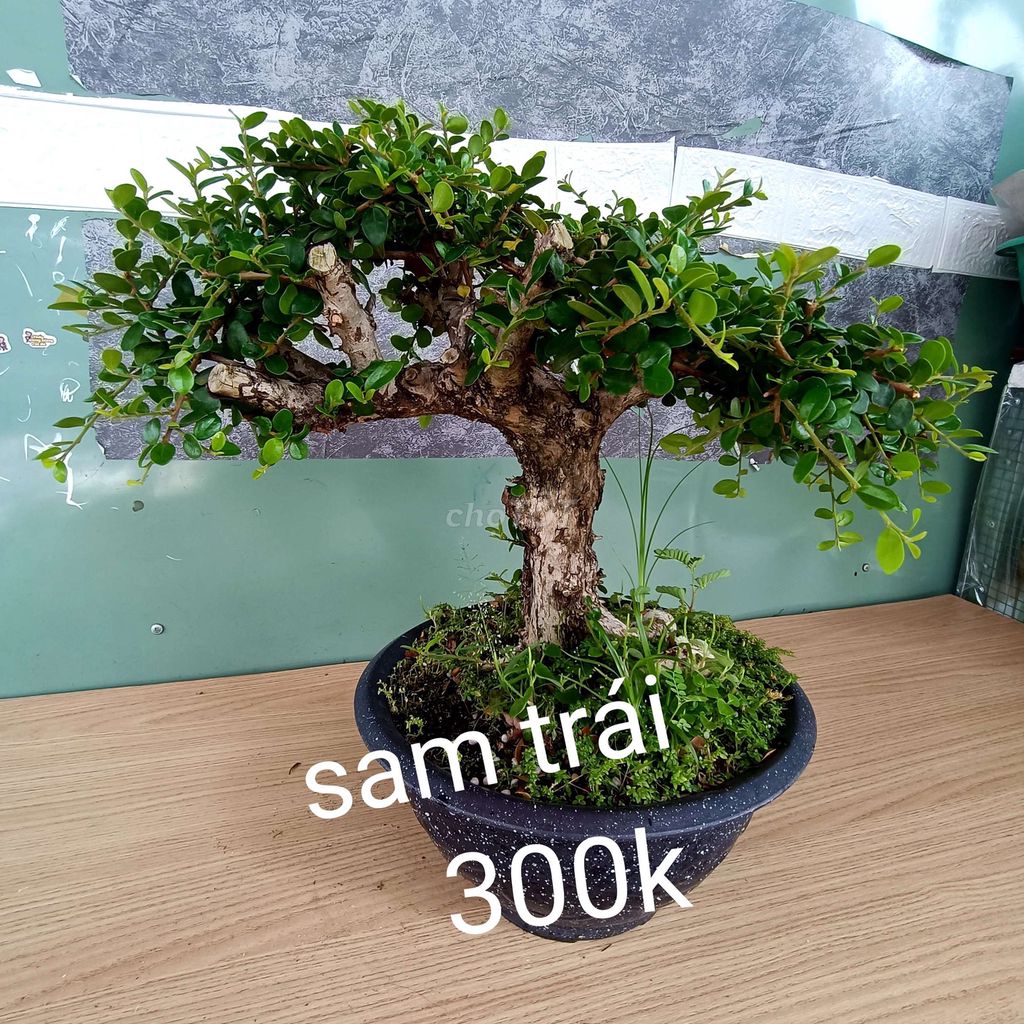 Cây cảnh Sam núi trái. Mua bán Cây cảnh, đồ trang trí tại Quận Gò Vấp Tp Hồ Chí Minh được đăng bởi huynh gia hình 1