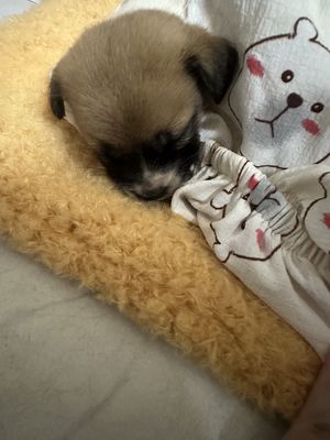 Chó con 2 tháng tuổi Nâu đen