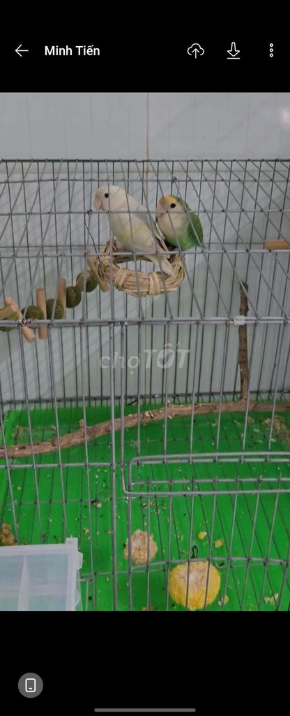 2 Cặp LB Không Viền