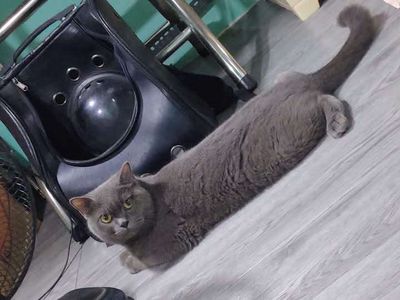 Mèo ALN XX Trưởng Thành. Mua bán Mèo tại Quận 8 Tp Hồ Chí Minh được đăng bởi Huỳnh Đại Vĩ