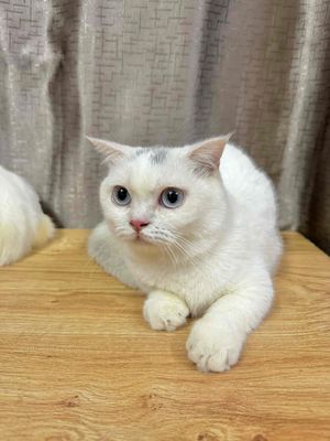 Mèo Munchkin chân lùn - Cái tơ - Mắt xanh ngọc