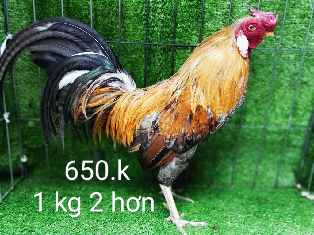 Cú 1 kg 2 hơn gà zin tay tốt