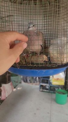 Chim cu gáy 1 năm lồng dạng người