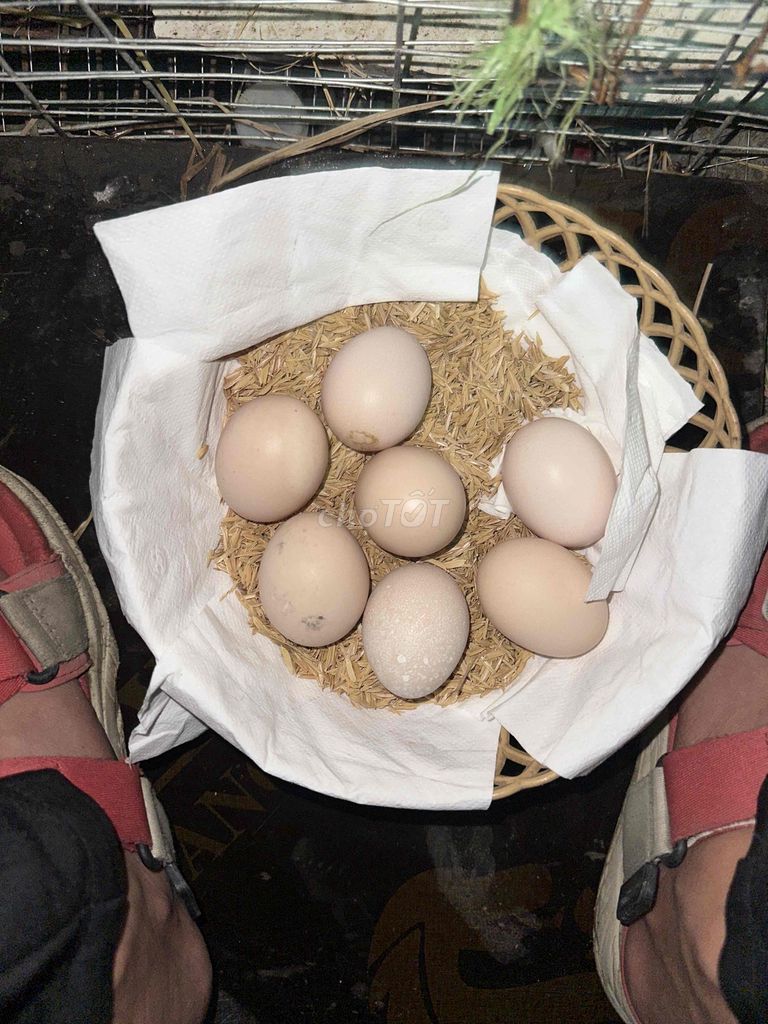 gà đòn ô chuối 50/thái 50 việt. Mua bán Gà tại Quận 12 Tp Hồ Chí Minh được đăng bởi Nam Anh hình 4