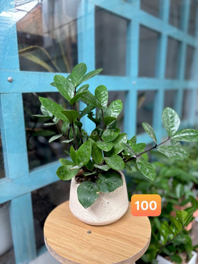 Cây Kim Tiền chậu Gốm Xanh lá. Mua bán Cây cảnh, đồ trang trí tại Thành phố Thủ Đức Tp Hồ Chí Minh được đăng bởi Bích Ngọc hình 1