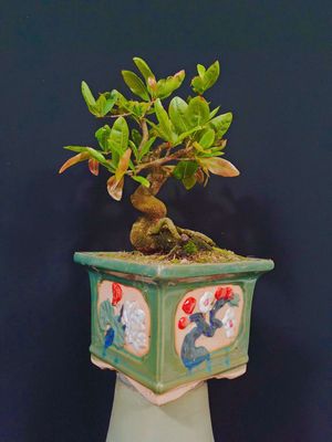 Cây Mai Vàng bonsai cao 25cm. Mua bán Cây cảnh, đồ trang trí tại Huyện Hóc Môn Tp Hồ Chí Minh được đăng bởi Xuân Quang 55
