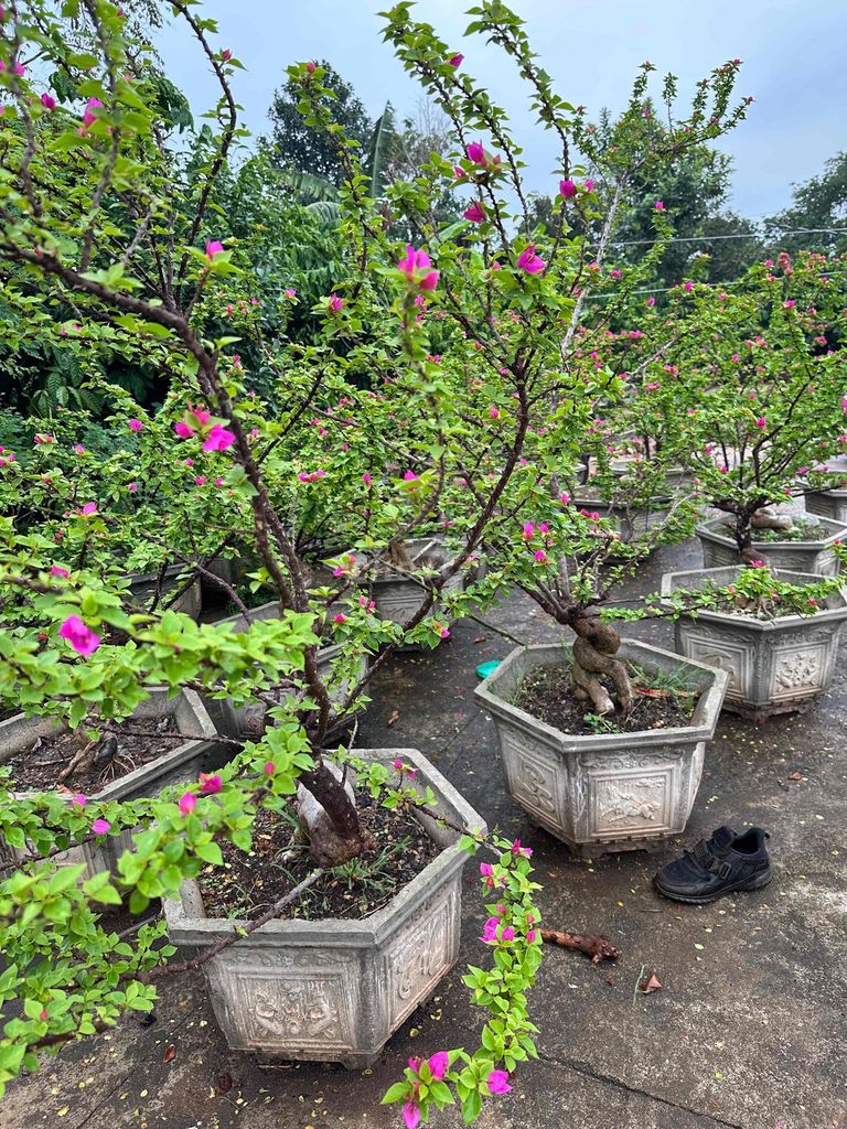 giấy mỹ+ chậu lục giác 60 thanh lý rẻ như cho. Mua bán Cây cảnh, đồ trang trí tại Huyện Ea H'leo Đắk Lắk được đăng bởi Hưng Tài Chính hình 1