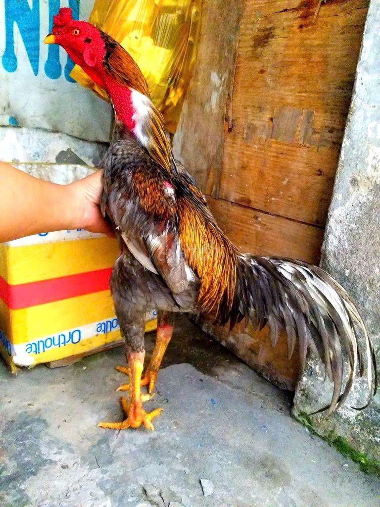 xám nọc phụng vĩ. Mua bán Gà tại Quận 12 Tp Hồ Chí Minh được đăng bởi minh hình 1