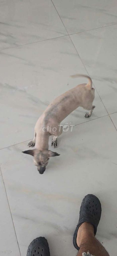 Cho tặng chó phốc sốc. Mua bán Chó tại Huyện Đức Hòa Long An được đăng bởi Hữu Vinh Nguyễn hình 1