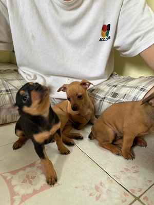 Cần xuất chuồng đàn bé phốc hươu(có bán cả cún mẹ)