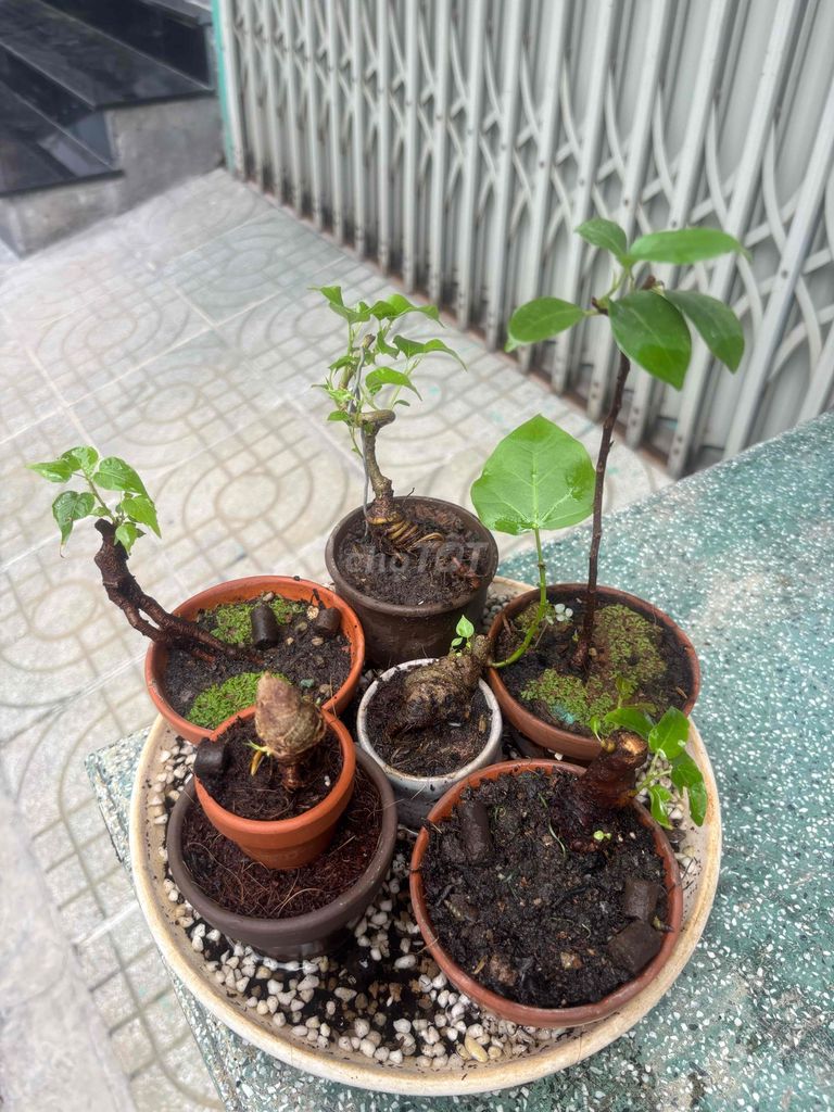 Cây cảnh Bonsai Mini. Mua bán Cây cảnh, đồ trang trí tại Quận Bình Tân Tp Hồ Chí Minh được đăng bởi Thuận Phát hình 1