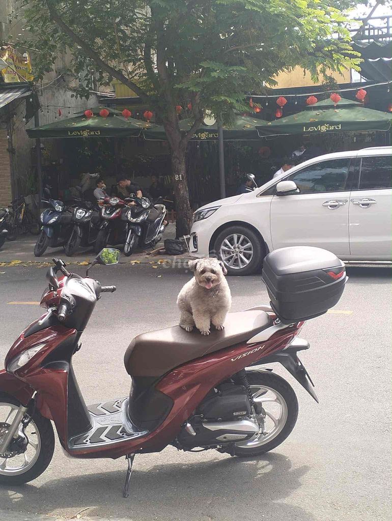 bán cho nhà. Mua bán Chó tại Quận 1 Tp Hồ Chí Minh được đăng bởi CATTHY hình 5