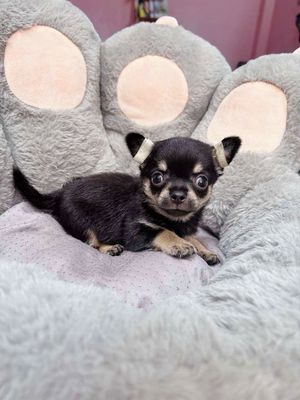 Chihuahua lông dài , 2,5 tháng tuổi. Mua bán Chó tại Quận Tân Bình Tp Hồ Chí Minh được đăng bởi Nguyễn Văn Thủy