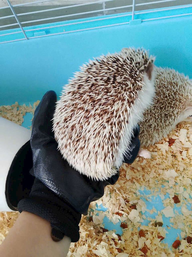 Thanh lý cặp như hình có giảm