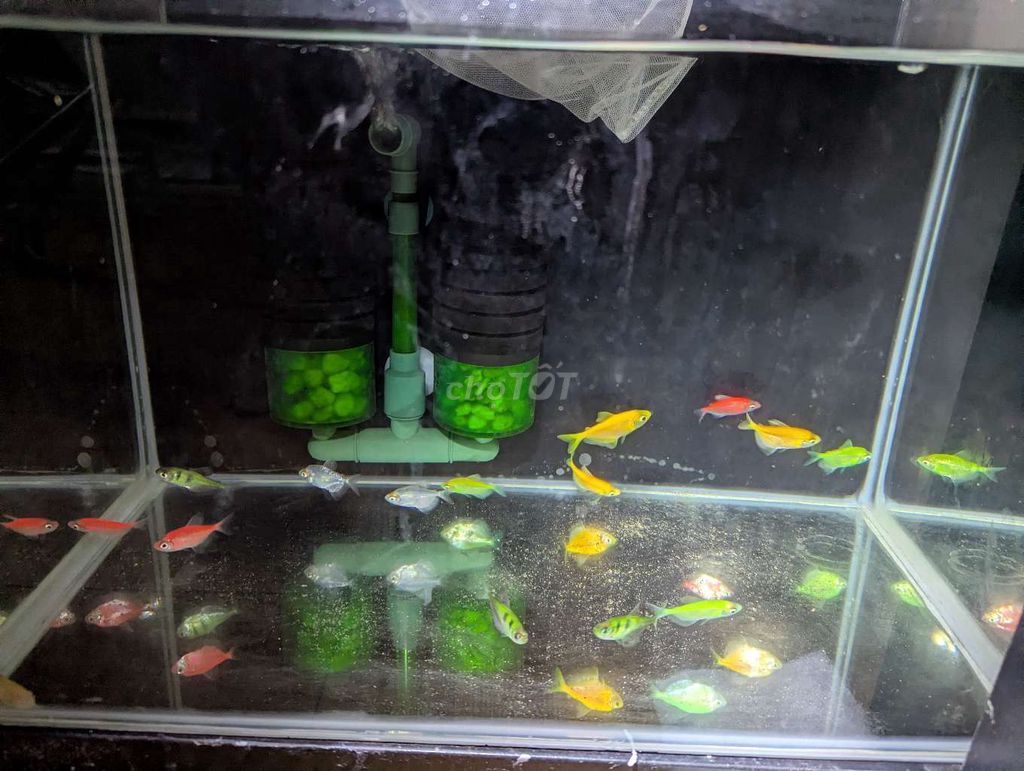 Tặng lại 11 con cá neon. Mua bán Thú cưng khác tại Quận 5 Tp Hồ Chí Minh được đăng bởi Nguyễn Khánh minh hình 1