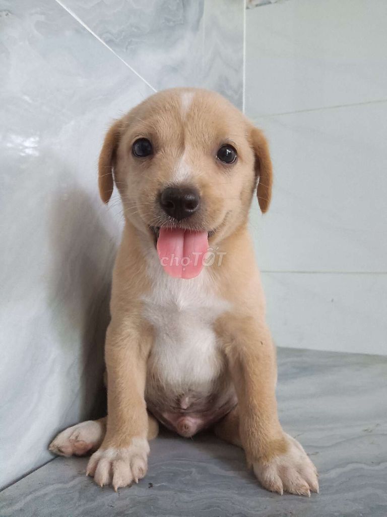 Chó Labrador đực xinh xắn ngoan hiền. Mua bán Chó tại Quận 6 Tp Hồ Chí Minh được đăng bởi Tăng Chí Lương  hình 1
