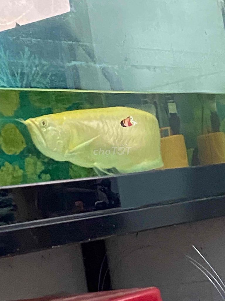 Cá Ngân long Abino 40-50cm. Mua bán Thú cưng khác tại Huyện Trảng Bom Đồng Nai được đăng bởi Nhì hình 1