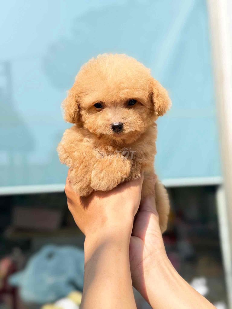 Chó Poodle Tiny Teacup kem 3-4 tháng 3 mũi. Mua bán Chó tại Quận 6 Tp Hồ Chí Minh được đăng bởi Nhâm Bỉnh Hào hình 1