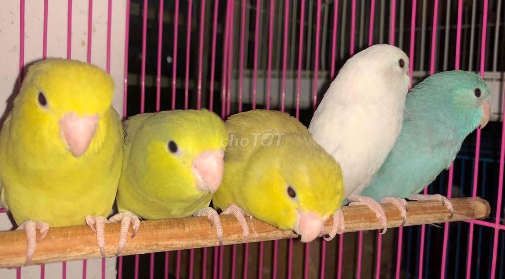 Vẹt Parrotlet mái tơ