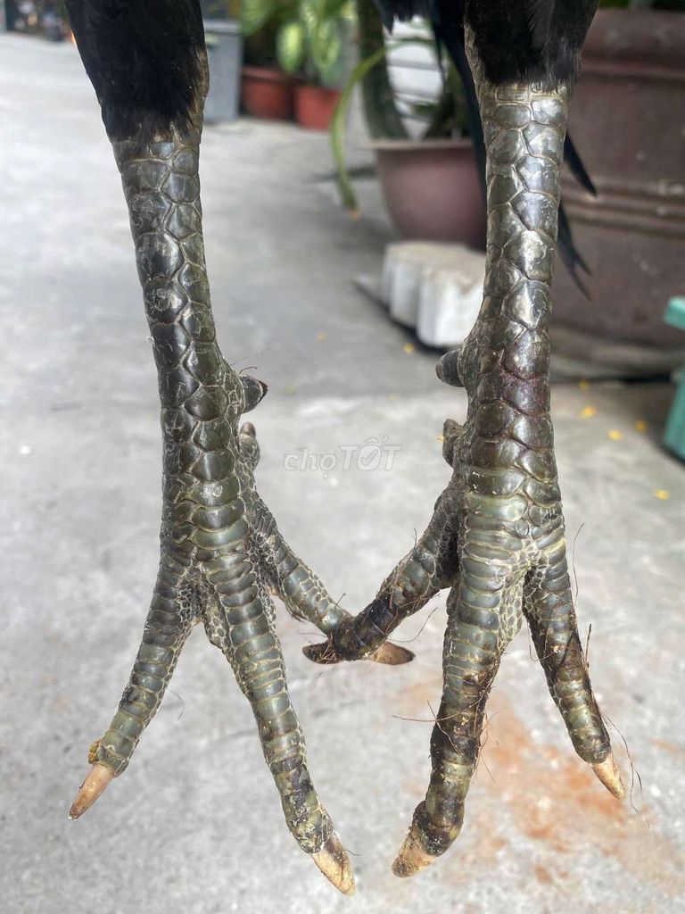 Gà Việt 7tháng. Mua bán Gà tại Quận 7 Tp Hồ Chí Minh được đăng bởi Đạt gà Việt  hình 1