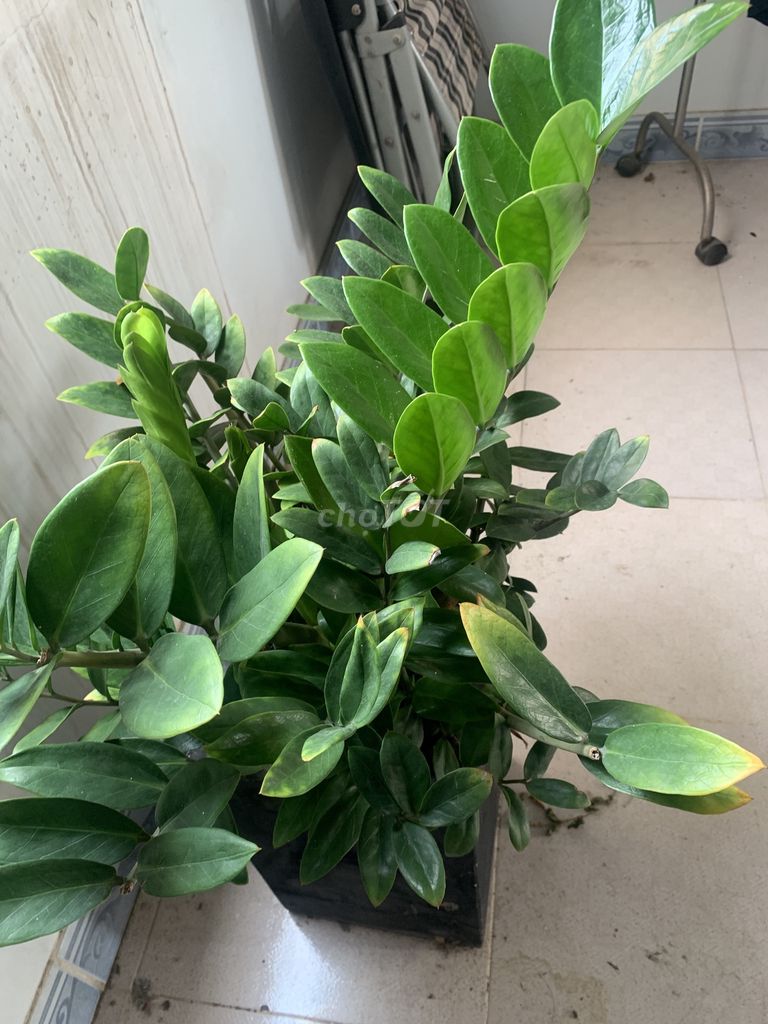 Cây Kim Tiền(Kim phát tài) cả chậu thanh lý!. Mua bán Cây cảnh, đồ trang trí tại Thành phố Biên Hòa Đồng Nai được đăng bởi Thành Hưng hình 2