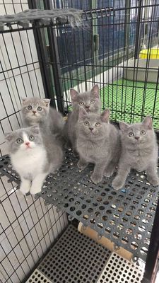 Mấy bé aln ngoan xinh iuuu tìm bame