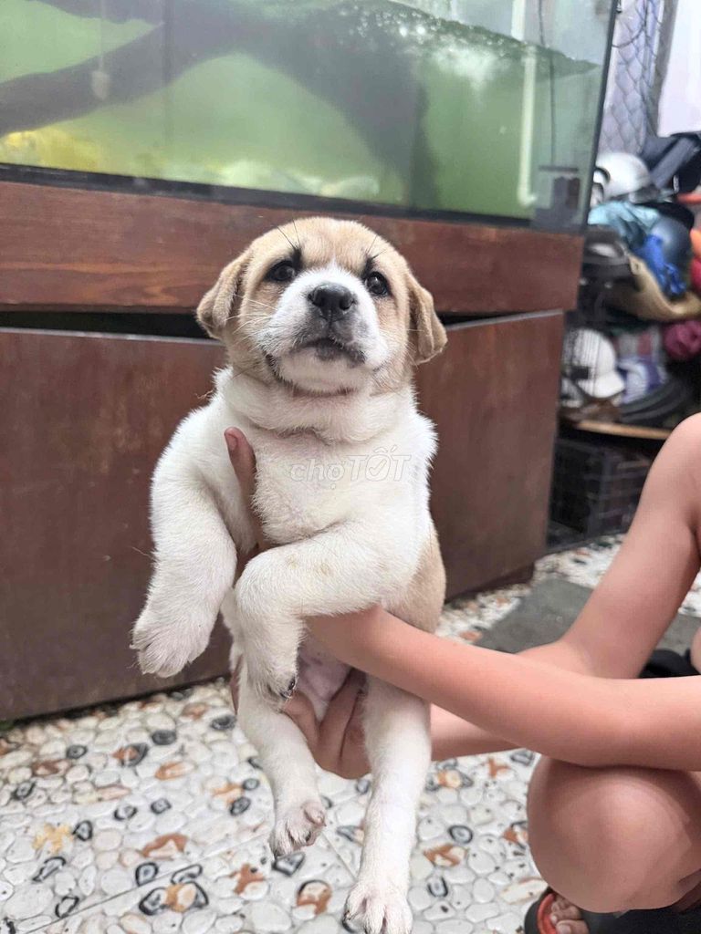 còn vài em cuối bầy giá hạt dẽ. Mua bán Chó tại Quận Ngũ Hành Sơn Đà Nẵng được đăng bởi Đặng bá tùng hình 1